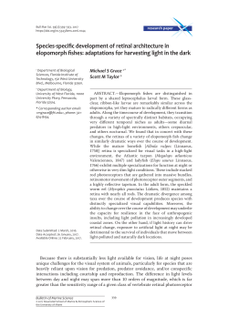Species-specific development of retinal