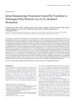 Spinal Dopaminergic Projections Control the Transition to