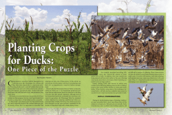 Planting Crops for Waterfowl