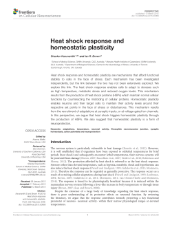 Heat shock response and homeostatic plasticity