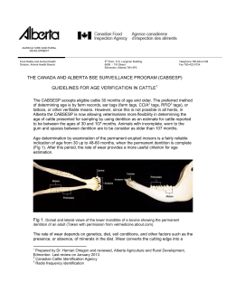 Guidelines for Age Verification in Cattle