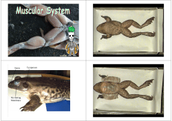 Muscular system