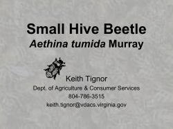 Small Hive Beetle