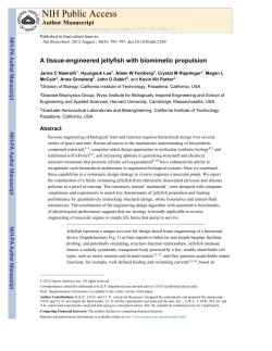 A tissue-engineered jellyfish with biomimetic propulsion