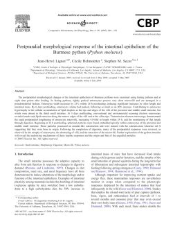 Postprandial morphological response of the intestinal epithelium of