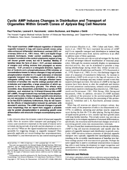 Cyclic AMP Induces Changes in Distribution and Transport of