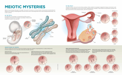 MEIOTIC MYSTERIES