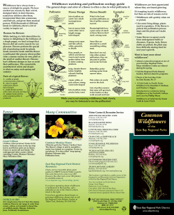 Com mon Wildflowers - East Bay Regional Park District