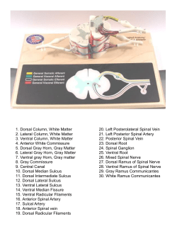 1. Dorsal Column, White Matter 2. Lateral Column, White Matter 3