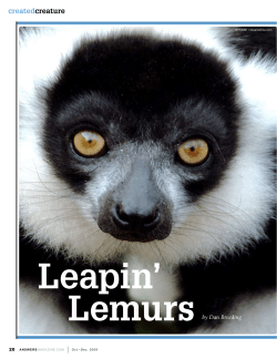 Leapin` Lemurs - Dan the Animal Man