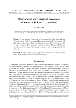 Description of a new species of Aglycyderes