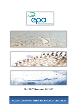 classification of freshwater sponge collection