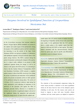 Enzymes Involved in Epididymal Function of Corynorhinus