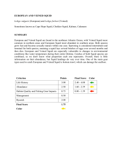 EUROPEAN AND VEINED SQUID