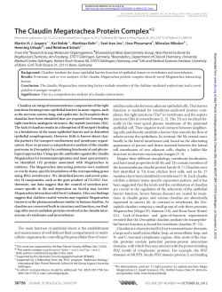 The Claudin Megatrachea Protein Complex*  S