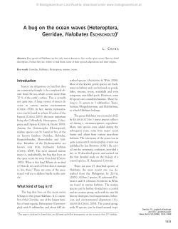 A bug on the ocean waves (Heteroptera, Gerridae, Halobates