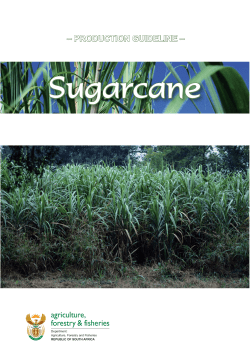 sugar cane prodocution guideline