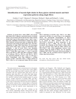 Myosin light chains in frog skeletal muscle