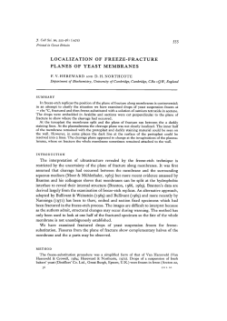localization of freeze-fracture planes of yeast membranes