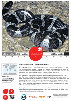 Amazing Species: Flat