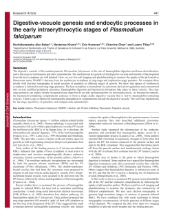 Digestive-vacuole genesis and endocytic processes in the early