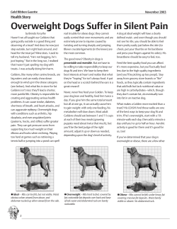 How to know if your dog is overweight, and what to do about it.
