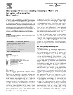 New perspectives on connecting messenger RNA 3( end formation