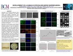 DEVELOPMENT OF A HUMAN IN VITRO BLOOD