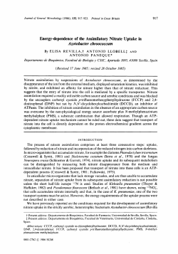 Energy-dependence of the Assimilatory Nitrate