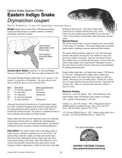 Eastern Indigo Snake fact sheet
