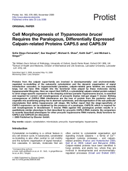 Cell Morphogenesis of Trypanosoma brucei Requires the