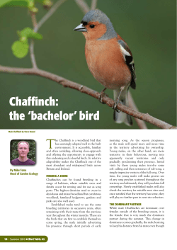 Chaffinch: the `bachelor` bird