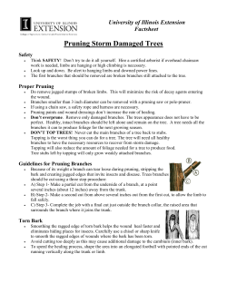 Pruning Storm Damaged Trees - University of Illinois Extension
