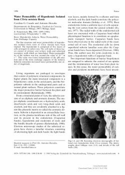 from Clivia miniata Roots