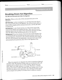 Breaking Down Fat Digestion