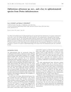 Ophiostoma africanum sp. nov., and a key to ophiostomatoid