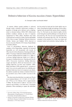 Kassina maculata - Herpetology Notes