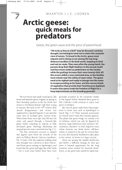 Arctic geese - Maarten Loonen