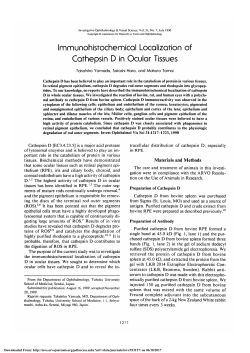 Immunohistochemical localization of cathepsin D in ocular