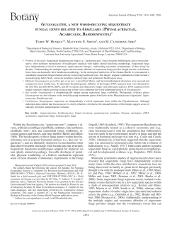 Guyanagaster, a new wood-decaying sequestrate