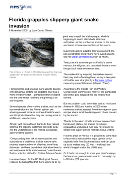 Florida grapples slippery giant snake invasion