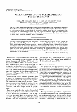 CHROMOSOMES OF FIVE NORTH AMERICAN BUTEONINE HAWKS