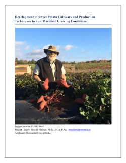 Sweet potato Trial Report, Feb 24, 2016 &ndash; final