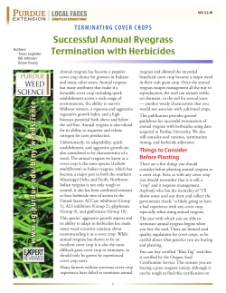 Successful Annual Ryegrass Termination with