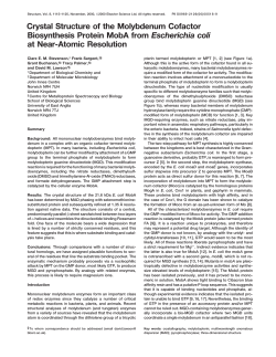 Crystal Structure of the Molybdenum Cofactor Biosynthesis Protein