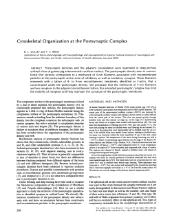 Cytoskeletal Organization at the Postsynaptic