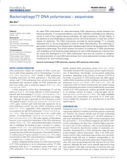 Bacteriophage T7 DNA polymerase &ndash; sequenase