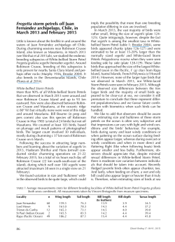 Fregetta storm petrels off Juan Fern&aacute;ndez archipelago