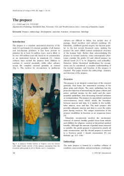 The prepuce - i2 Research Hub