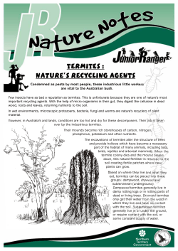 Nature Notes - Termite homes